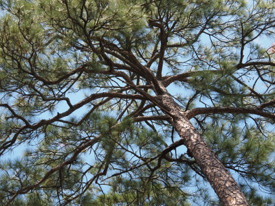 [A web of many, many branches swirl out from the trunk of the tree. The outer portions of the branches are the ones with the long needles.]